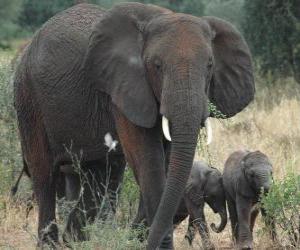 пазл семья слонов